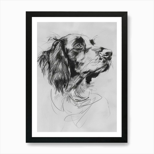English springer spaniel dog - springer,