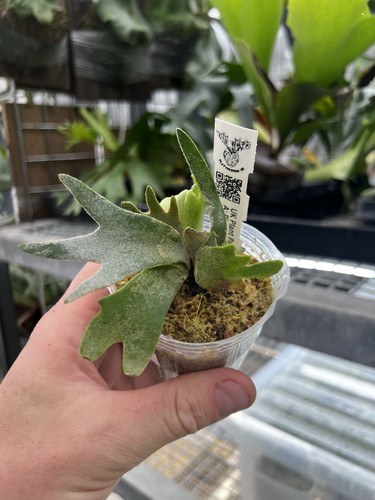 Platycerium willinckii - platycerium,