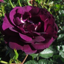 Midnight Blue - 5.5lt Potted