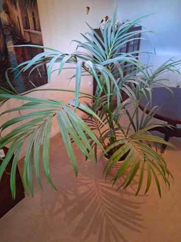 Potted indoor palm - potted,