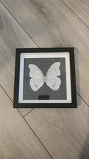 Framed Morpho Polyphemus White/Ghost Butterfly 20cm x 20cm