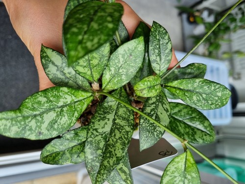 Hoya crasipetiolata splash - crasipetiolata,