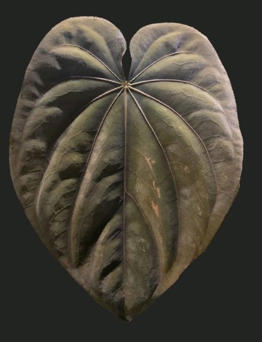 Anthurium seedlings - anthurium,
