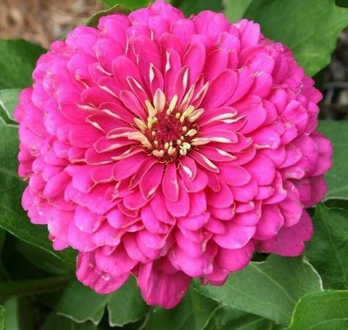 300 seeds zinnia elegans - 300,