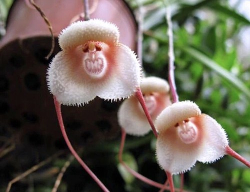 300 seeds monkey face - ,