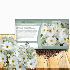 2000 Seeds Fairy Primrose