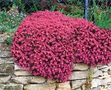 50 RED AUBRIETIA SEEDS AUBRETIA ALPINE ROCK GARDEN PLANT PERENNIAL