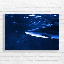 Tropical Sea Fish Lone Shark