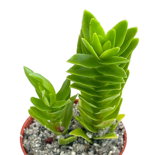 Crassula coccinea uk - coccinea,