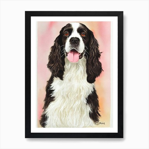 English springer spaniel - springer, 2