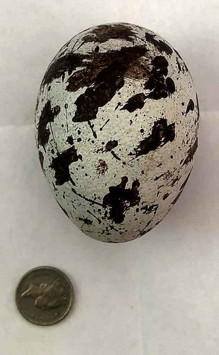 Taxidermy hollow replica - hollow,