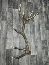 Red Deer Antler Natural Cast