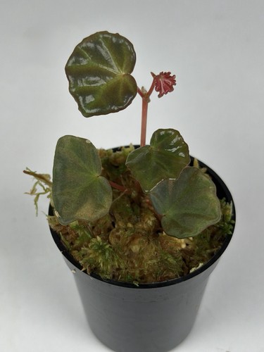Begonia sarawak iridescent - begonia,