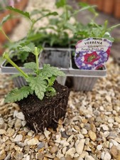 Verbena sparkle purple - verbena,