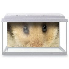 Fish Tank Background Cute