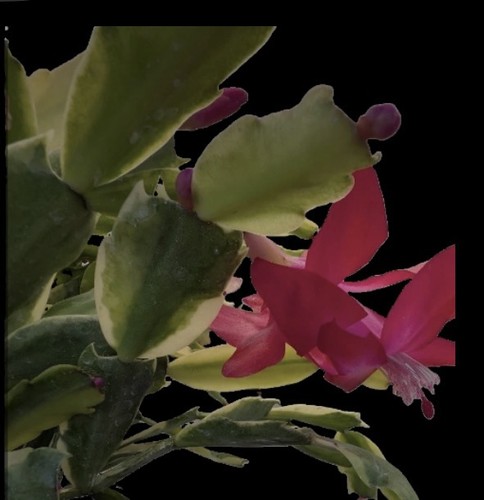 Schlumbergera variegated - schlumbergera,