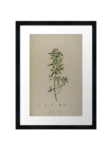 Botanical framed wall art - wall,