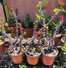 🪴❤️Vase Ø 9.5 Cm Plant