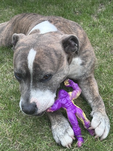 Tough nylon dog - chew, toy