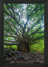 Banyan tree Maui Hawaii Framed