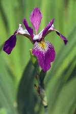 Iris Versicolor Kermesina -