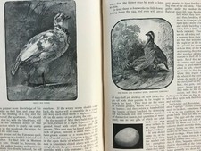 Bobwhite Game Bird Fowl Quail Rare Old Antique Victorian Article 1883 Shooting