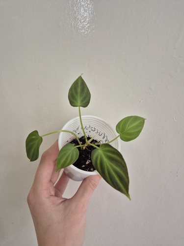 Philodendron verrucosum - philodendron,