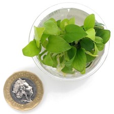 Anubias Nana Golden In Vitro
