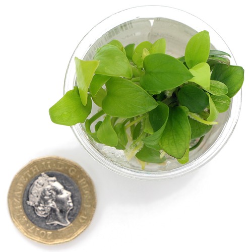 Anubias nana golden - anubias, in