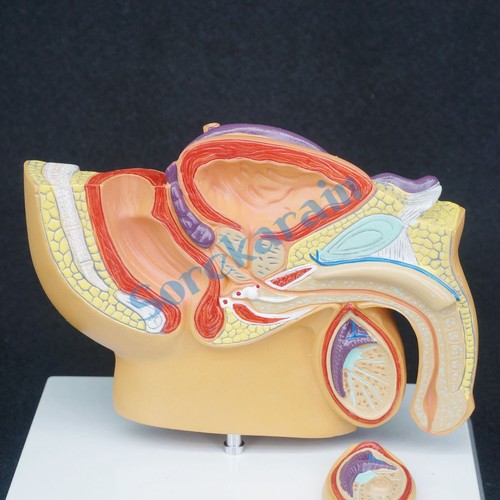 Pelvis anatomical model for - pelvis,
