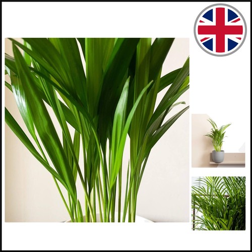 Elegant areca palm dypsis - elegant,