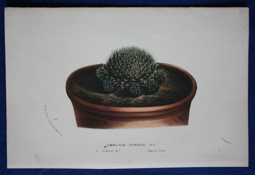 Genuine antique botanical