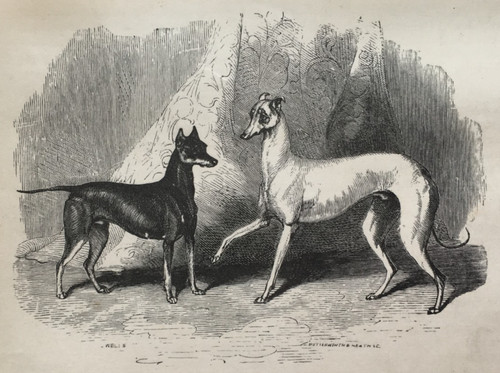 Toy terrier and - terrier,
