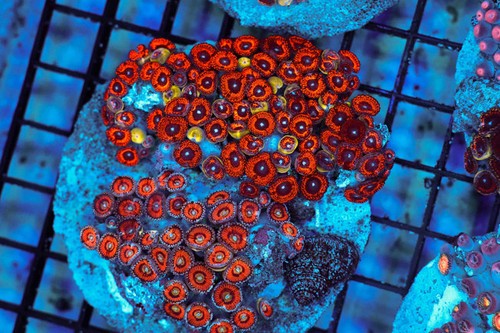 Multi zoanthid rock colony - multi-zoanthid,