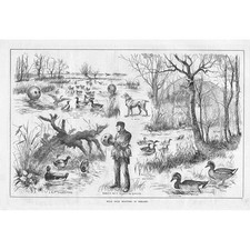 Wild Duck Trapping in Ireland - Antique Print 1883