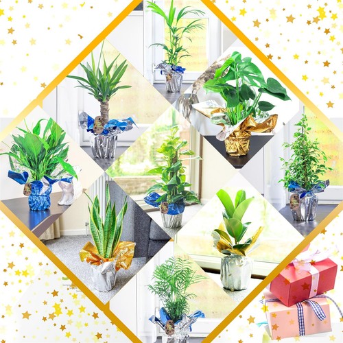 Large house plant pot - @, in