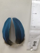 Parrot Feathers 