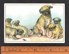 Pug Dog With Puppies Rare French Trade Card Circa 1890 Animals Chien Pets