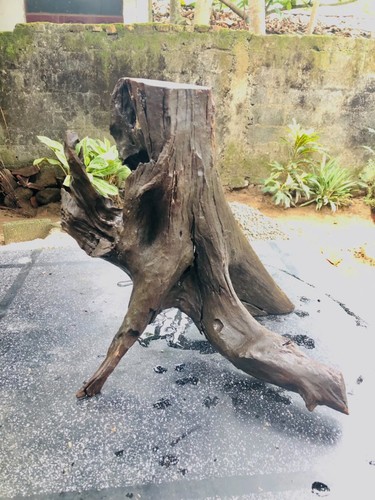 Natural aquarium driftwood - natural,