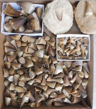 Mosasaur Teeth Fossils from Morocco, Cretaceous Period