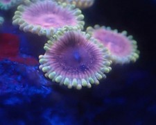 Black Widow High End Zoa