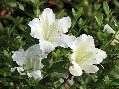 White gumpo dwarf - (,