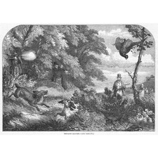 Pheasant Shooting Scene -