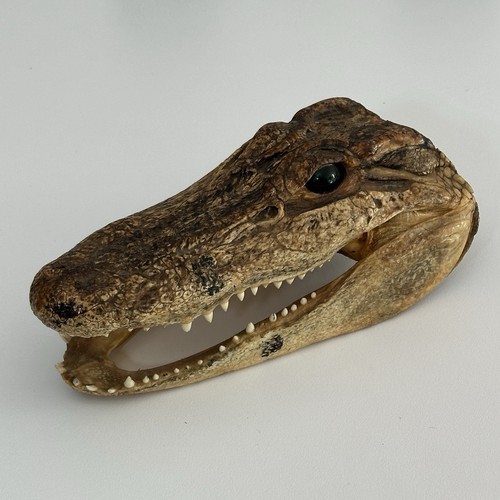 Alligator head taxidermy real - alligator,