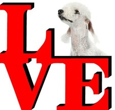 Bedlington terrier love park - terrier,