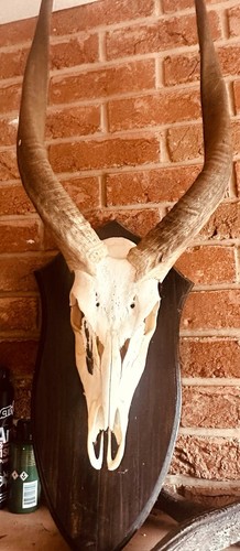 Wall mounted longhorn skull - wall,