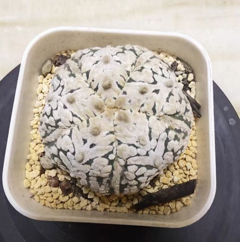 5cm plant succulentlive - 5cm+plant,