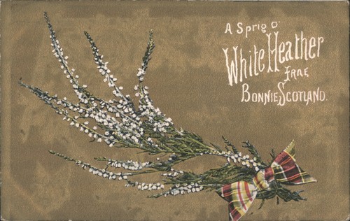 Flowers sprig white heather - o',