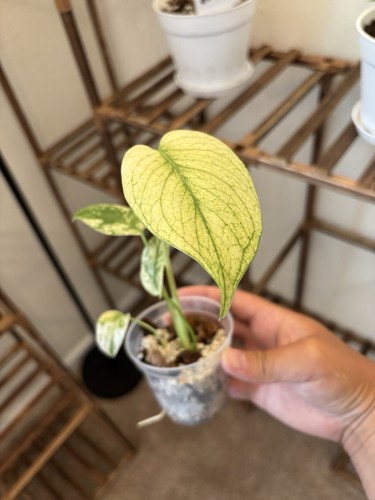 Monstera white monster - monstera,