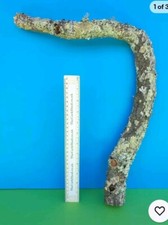 CORK BARK BRANCH 46CM LEOPARD